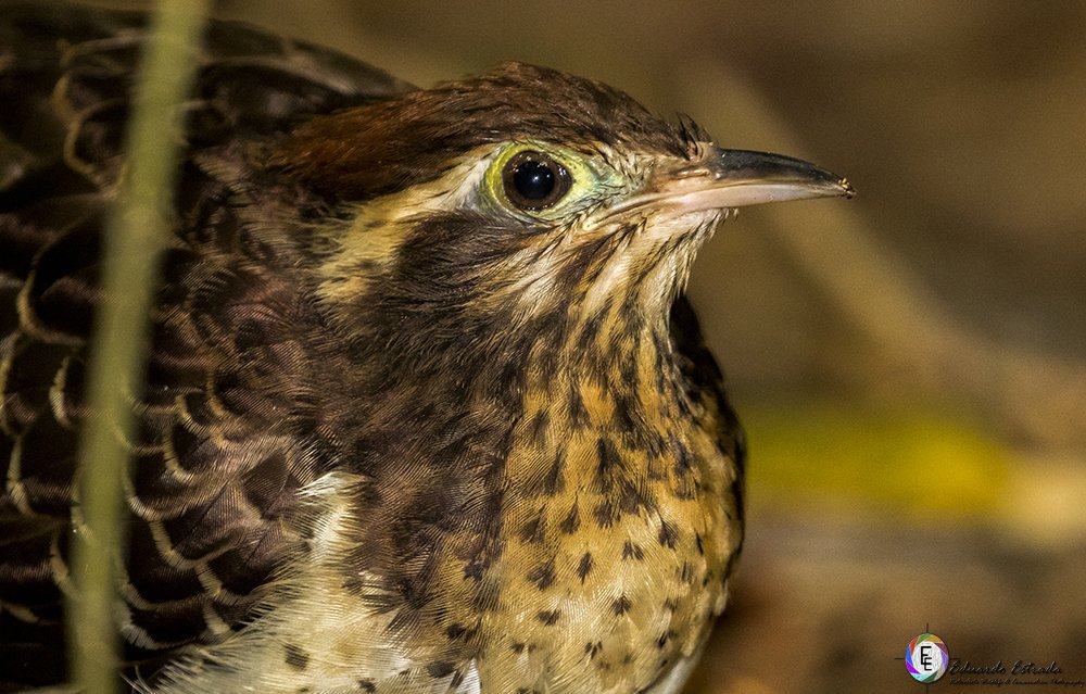 507view's tweet photo. Phaesant cuckoo, Cuclillo Faisán (Dromococcyx phasianellus) @PmaRainForest #birdwatching #rainforestbirds #phaesant #cuckoo #faisan https://t.co/LEmtE3Ag1d