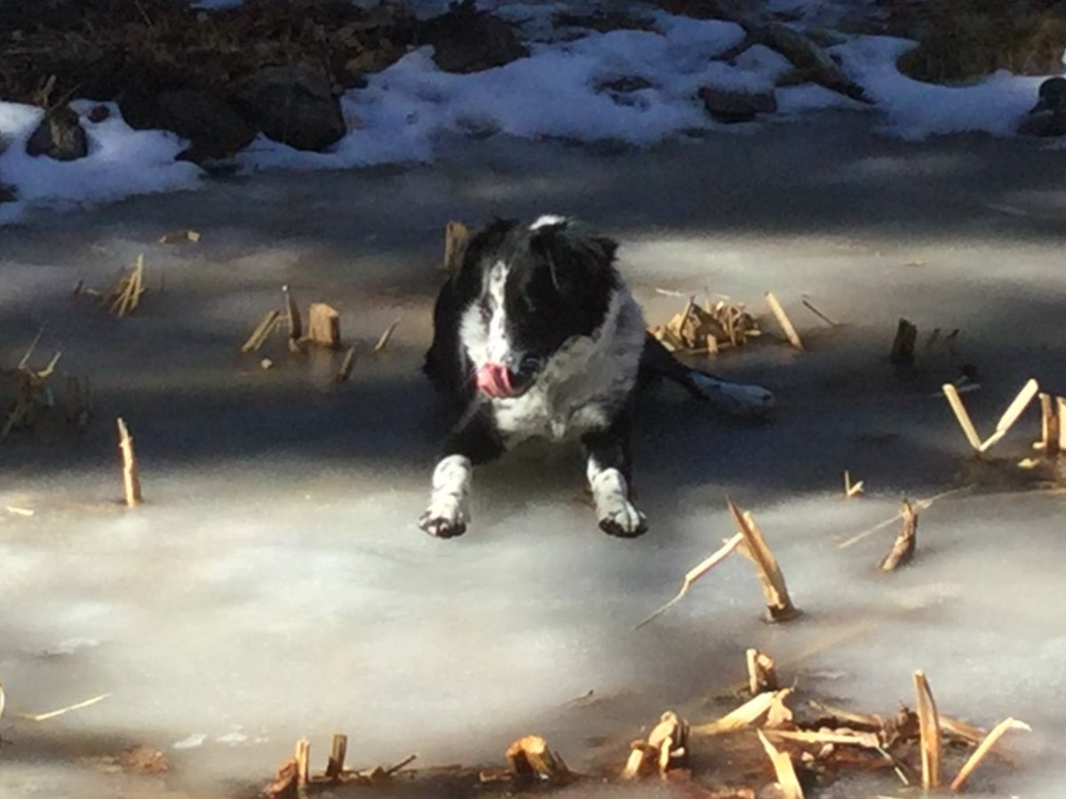 bobthe1dog's tweet photo. Happy #TongueOutTuesday Just laying on the ice where I used to swim. #Spring is almost here in #Flagataff https://t.co/tVM9TL6sHM