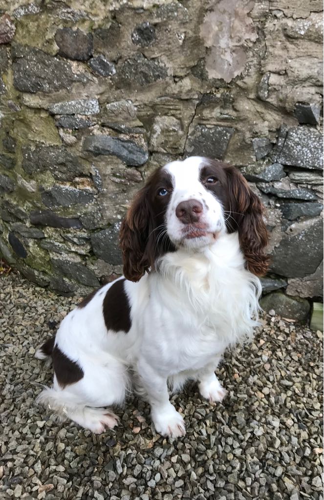PSOSDogs's tweet photo. Wow 1000 new followers since sat. 13k😍 welcome on board everyone.  Here's PD Charlie to say thanks. #13000 #PDCharlie #adminisdoinghappydance 😀😀 https://t.co/M0L3f40pix