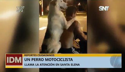 sntparaguay's tweet photo. #ReportesCiudadanos El perro motociclista. 

Se llama Agra y pasea junto a su dueño por las calles de Santa Elena a bordo del biciclo.

#IDMSNT https://t.co/x9YTGdtbzl