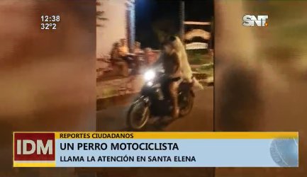 sntparaguay's tweet photo. #ReportesCiudadanos El perro motociclista. 

Se llama Agra y pasea junto a su dueño por las calles de Santa Elena a bordo del biciclo.

#IDMSNT https://t.co/x9YTGdtbzl
