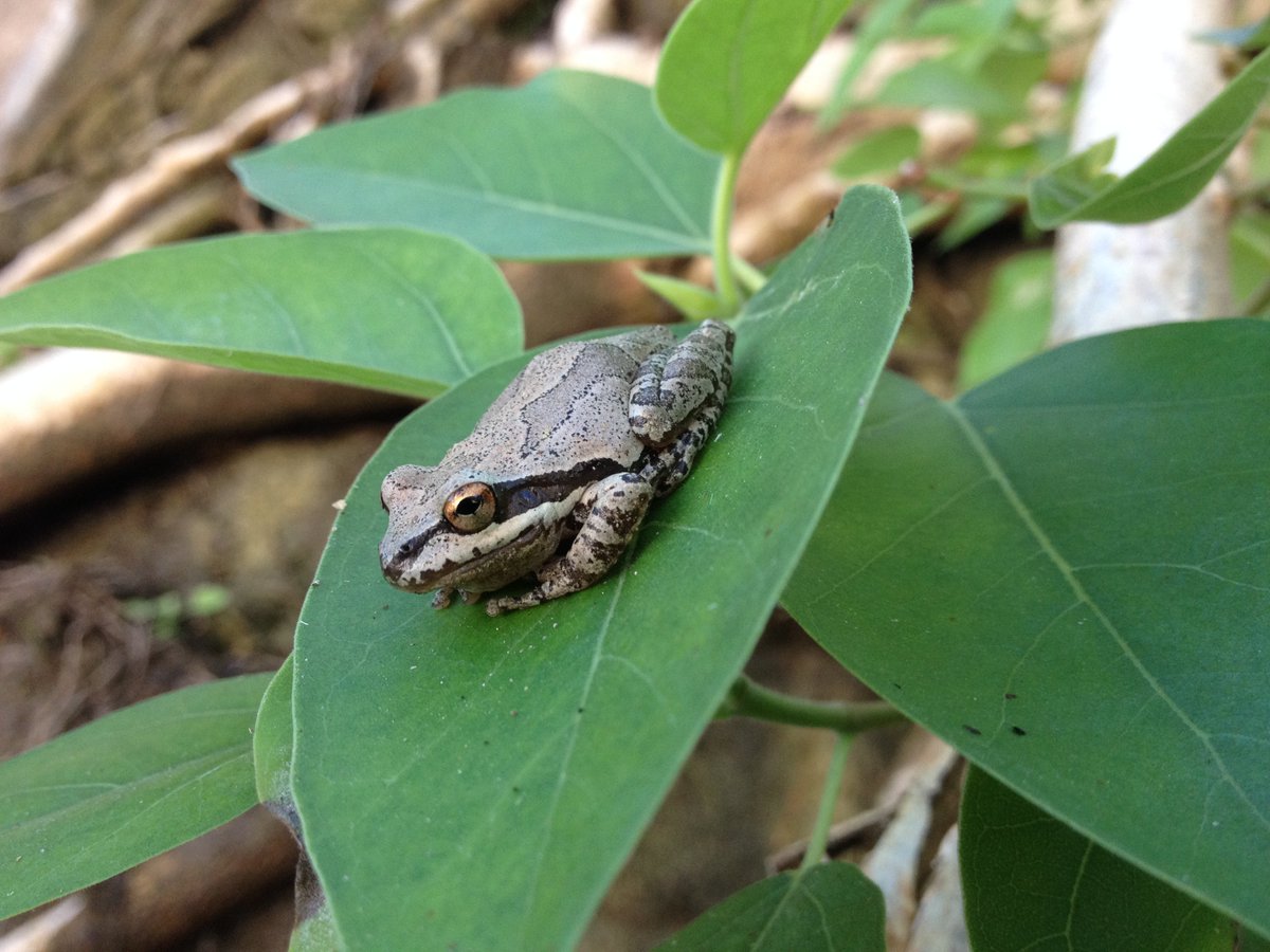 mtbogan's tweet photo. Stuck at my desk, but daydreaming of Pseudacris hypochondriaca on fig leaves in the Sierra de la Laguna, BCS #treefrogtuesday https://t.co/d4oySDOXmQ
