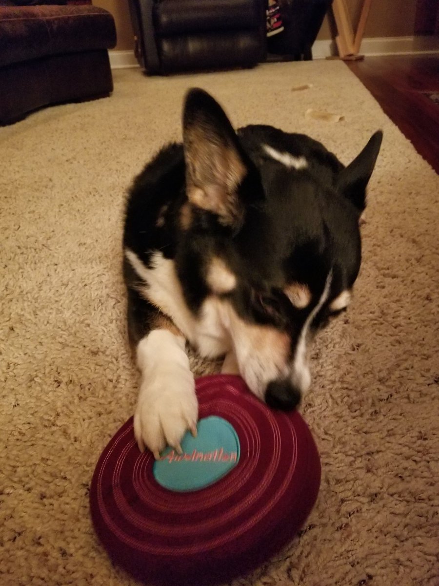 debbie250800's tweet photo. My dog has amazing taste in
music! #awolnation @awolnation #doglovers #herecometherunts https://t.co/lieUabYMVE