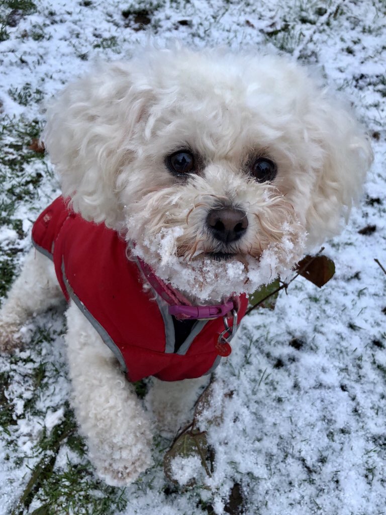 PaulFisher61's tweet photo. Dogs just love a snow day!
Biscuit and Doris have been hoovering the snow with their faces @dogcelebration @dogandpuplovers  #teddybeardogs https://t.co/SvIDSFsoEF