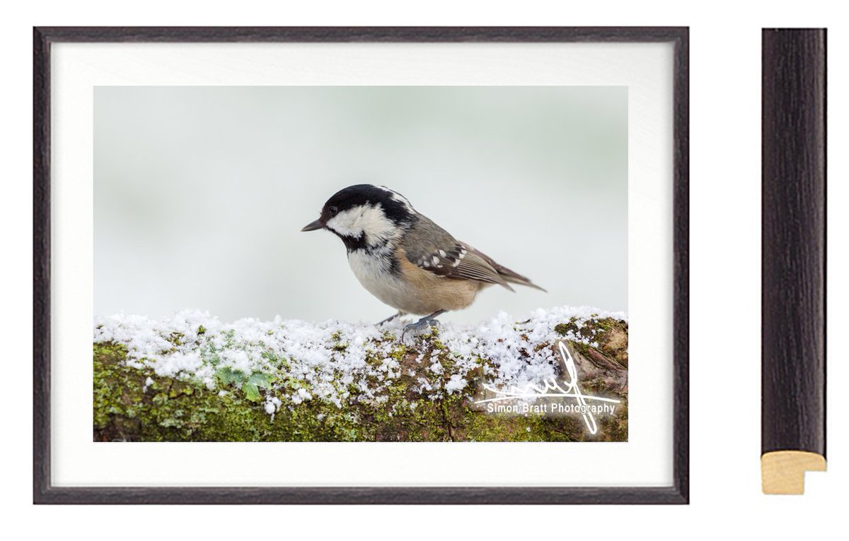 simonbrattphoto's tweet photo. Had some beautiful snow today so popped out with the camera to spend a little time with the birds. The snow helps give extra light and shows the birds well.
https://t.co/hqHAG8hZsP
#SupportNWT
#BuyLocalNorfolk
#NatGeoPhotos https://t.co/oWJjisgF3E