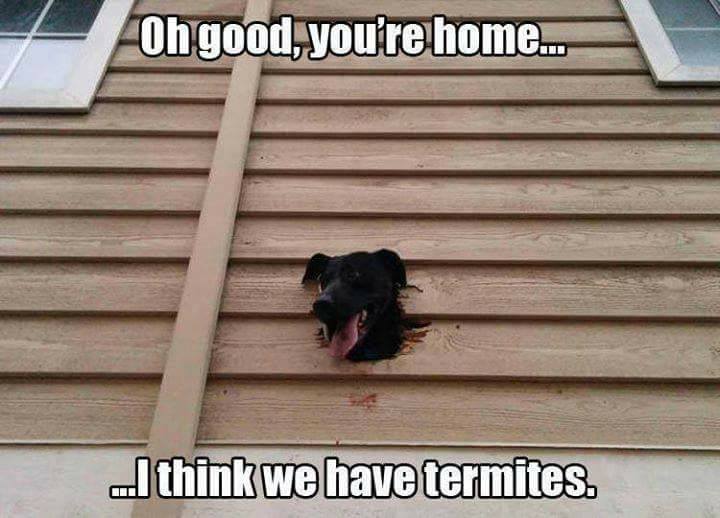 Acme_Pest_Mgmt's tweet photo. Got termites? No problem! Give us a call at 888-535-2263! #TermiteTuesday #TuesdayThoughts https://t.co/NnPIoi1s78