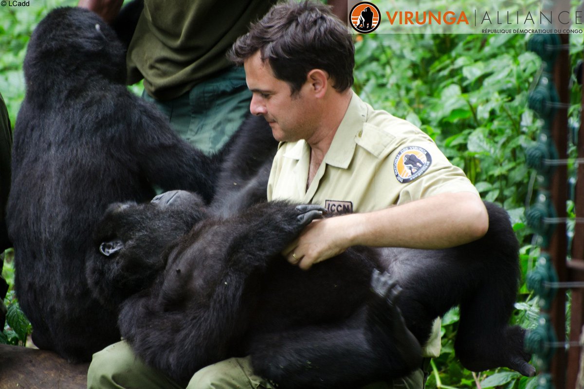 Four_Freedoms's tweet photo. Roosevelt Four Freedoms Awards 2018 Laureates.
Award Freedom from Want – Mr. Emmanuel de Merode / Virunga Alliance!
More information: https://t.co/uspl2q5OR7
#FFA2018 @gorillacd @provzeeland @wnfnederland @WWF https://t.co/LFztBmtk3I