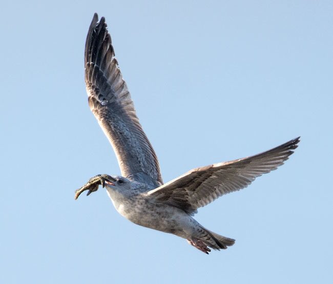Troon Harbour, Sunday: young Herring Gull with Starfish