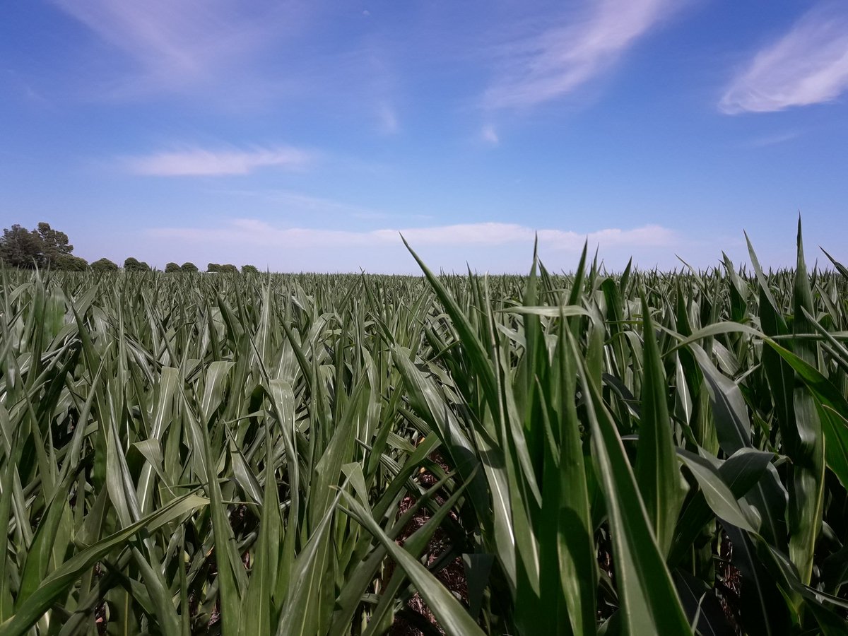 RodrigoFalcone5's tweet photo. Recorrida Ensayo eNeTOTAL PLUS en Maíz de 2°, Tortugas, Santa Fe. El viernes tiene que llover!!!! @ProfertilNutri #nutrición #nitrógeno #eNeTotal https://t.co/vKxu0H3qoy