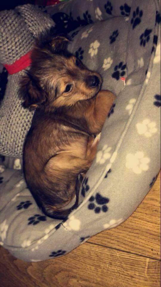 medievalla's tweet photo. #justiceforsparky Lets hope the sentencing judge will put the perpetrators in jail! RIP little soul x💜 https://t.co/DuchFVmYwZ