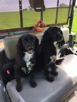 rosiedoc666's tweet photo. #MISSING unsure how long ago think 31/1/18 as on #DogLost #CockerSpaniel BLACK WITH WHITE CHEST
#findTealSPANIEL
#lost between Buckland Newton&Alton Pancras NEAR THE #GiantsHead #caravanPark #Dorset area
#DT2
🆘ANOTHER SPANIEL🆘
https://t.co/SuKRDlCTHm https://t.co/BJlCG1i768