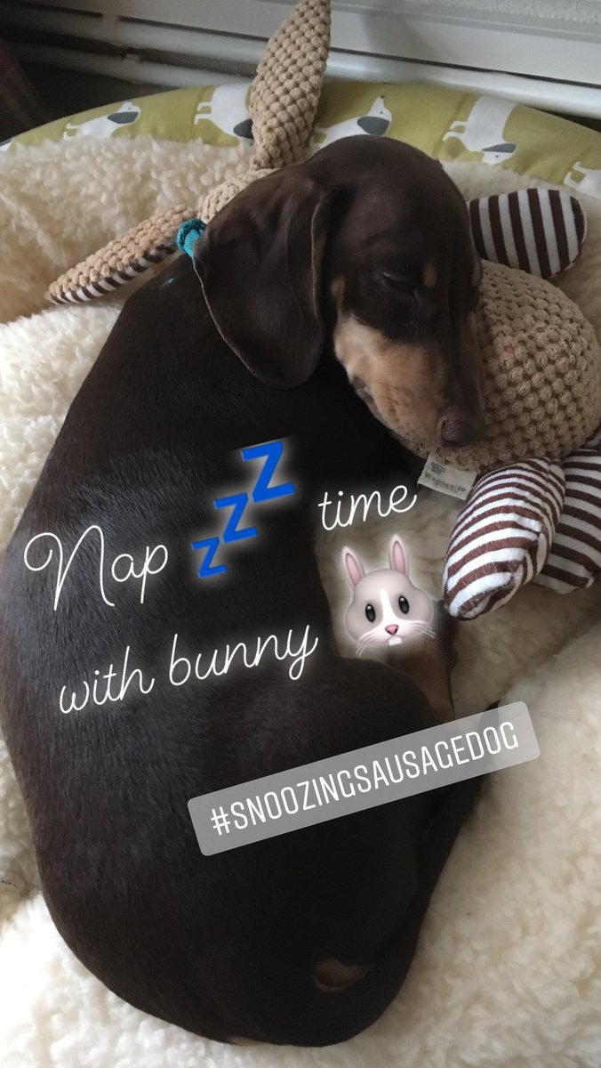 #sleepingsausagedog Stanley taking a nap 💤 with bunny 🐰!
#sausagedog #dachshund #doxie #daxie #minaturedachshund #puppylove #minidachshund  #NWDERS #minidachshundpuppy ❤️🐾 #cutestdachshundpuppy
#officialsausagesquad #dachshundoftheday #dachshundsofinstagram