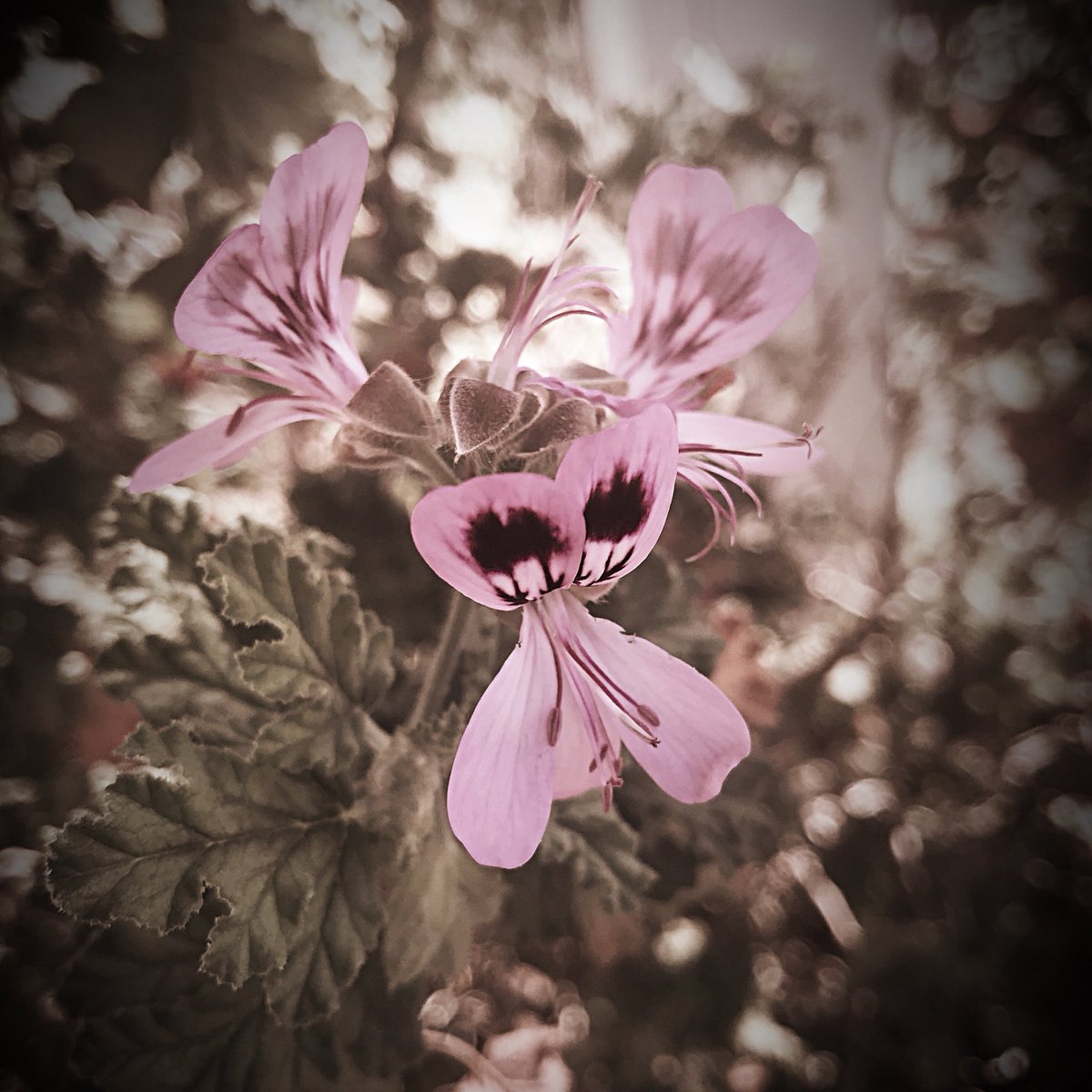 Morning whispers
Delicate and true
A splash of color
To be heard by you

The sun moves
By your soft #voice
Light and radiant
An unrelenting force

Beauty unmatched
By these whispers
Heard echoing
Within the #souls
Of lovers
In their dens

#poetry #amwriting #writing #love #life