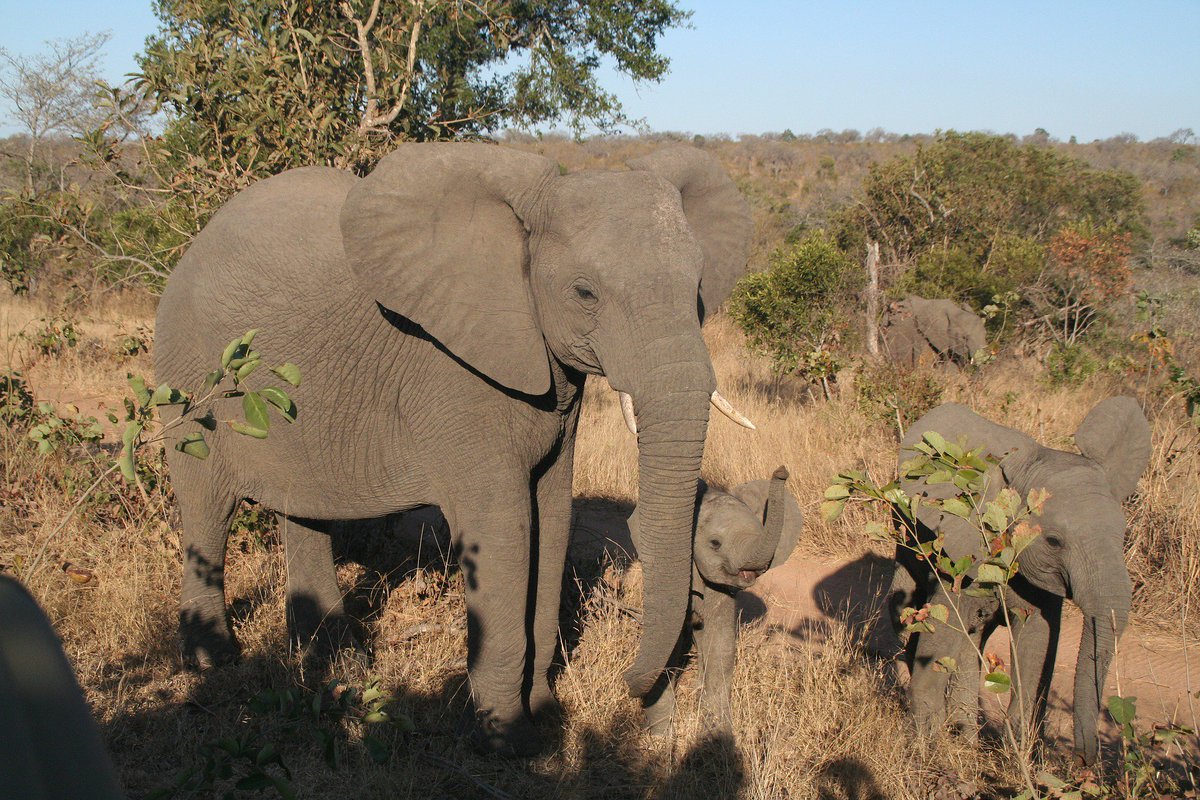 Booking Tanzania tweet media