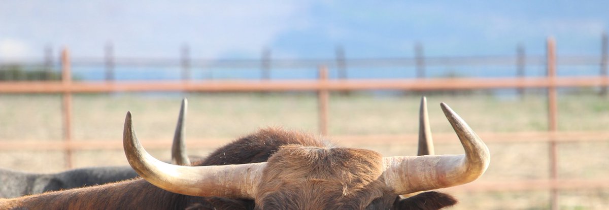 Pitones naturales, como la vida misma.