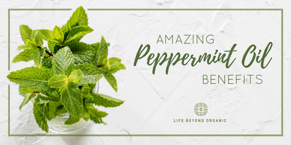 LBorganic's tweet photo. Besides helping you with health and beauty, what are the other amazing benefits of peppermint oil? 
https://t.co/HzxP2wWLjS

#peppermint #oil #peppermintoil #oils #benefit #benefits #health #beauty #healthy #beautiful #essential #organic #life #love #instagood #instalove https://t.co/R4vBQHvGGf