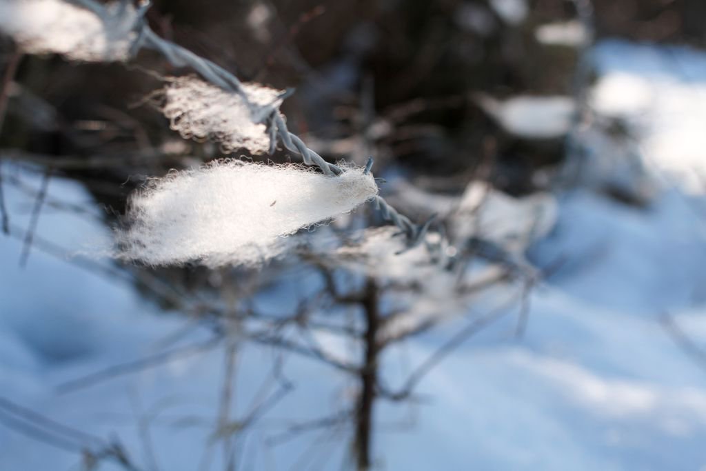 These short days, these long nights, the dampness that's crept into my weary bones and made them ache for summer again. I've taken up knitting, maybe by next winter, I'll have a handmade jumper. 

#Winter #Snowing #knitting #cosyfeels #sheepswool
