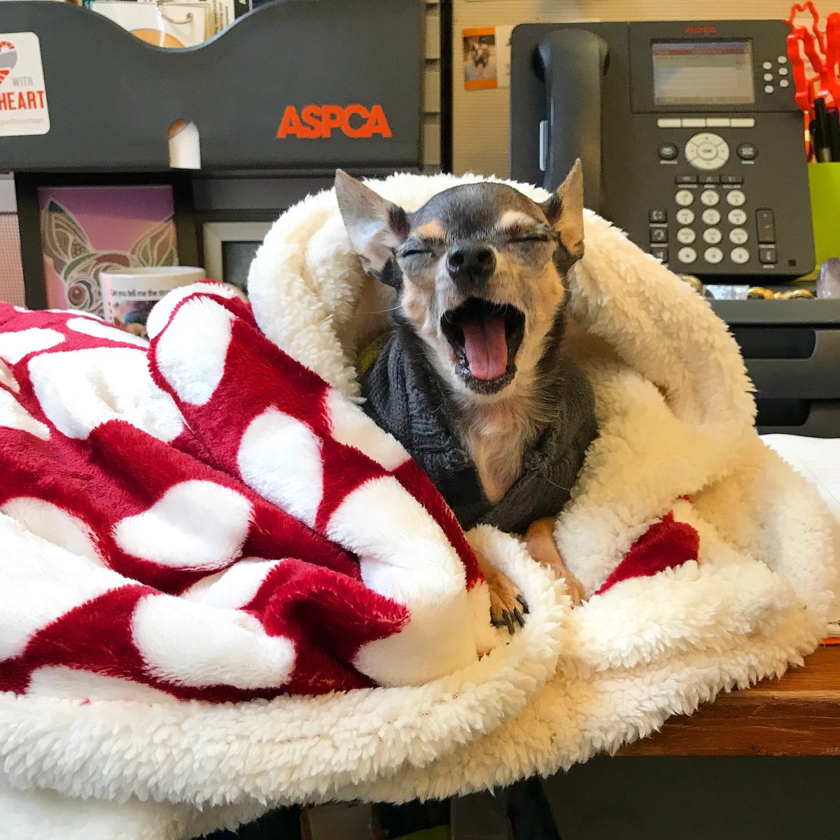 thelittlestjack's tweet photo. hard. at. work. #LittlestJack #ASPCAlife @ASPCA https://t.co/VLTY52QqDj