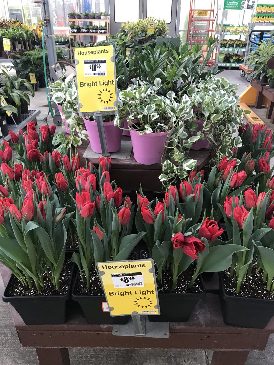 vwiAsheville's tweet photo. Tulips, lilies and cyclamen ready to celebrate Valentineβs Day in Kingsport, Tn. #HD702 @VWIGreenhouse @Jaydeckard @BryanhunterHall #vanwingerdenstyle https://t.co/ZuXv9F0QtG