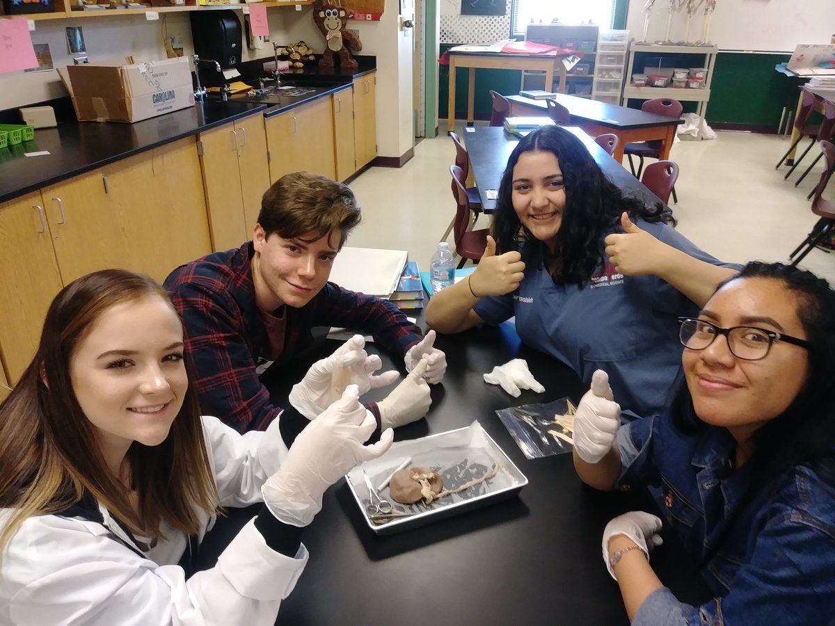 cv_biomed's tweet photo. Level 2 ain't kidn..ey #kidneydissection https://t.co/IgkrSSaMM3