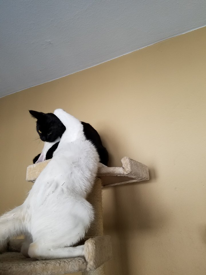 CastielTheKitty's tweet photo. Oh, yay. Mom and dad adopted a new cat from @ruffstartrescue. Can someone please get him off of me? Think of all the "fun" we can have. ;-)
#Cat #CatsOfTwitter #Kitten #Siamese #AdoptDontShop #AttackCat #NeedsANewName https://t.co/Nd4VCNUkLn