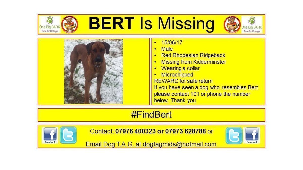 DogTAGMids's tweet photo. #FindBert #lostdogalert WHERE ARE YOU? #scanme Rhodesian Ridgeback https://t.co/7Axqya7KRq