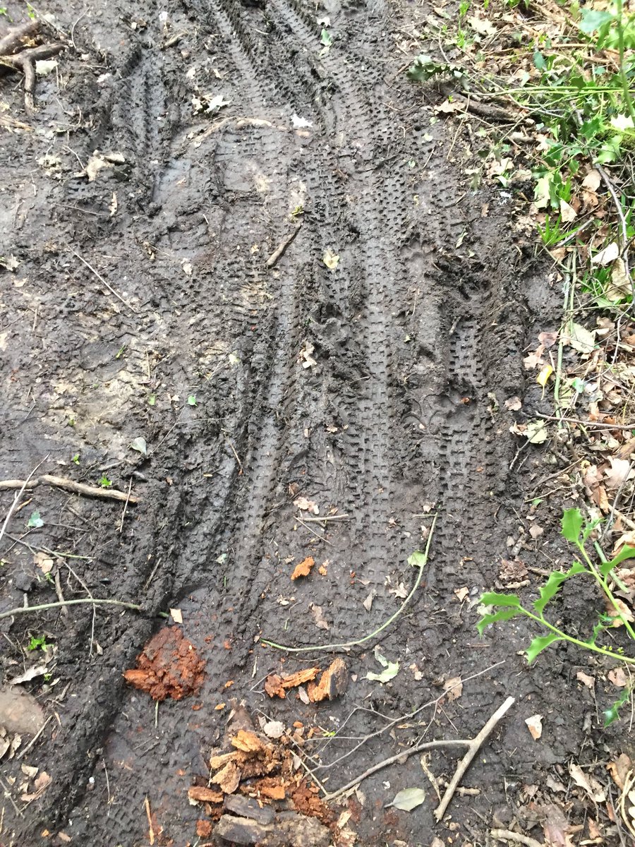 ElizabethMounc5's tweet photo. @CaroleHope4 @KerrieP13 @supersophski @LewishamCouncil Are these large foot prints or tyre tracks???? According to @LewishamCouncil these paths through woodlands are caused by walkers. https://t.co/72z63M96Qh