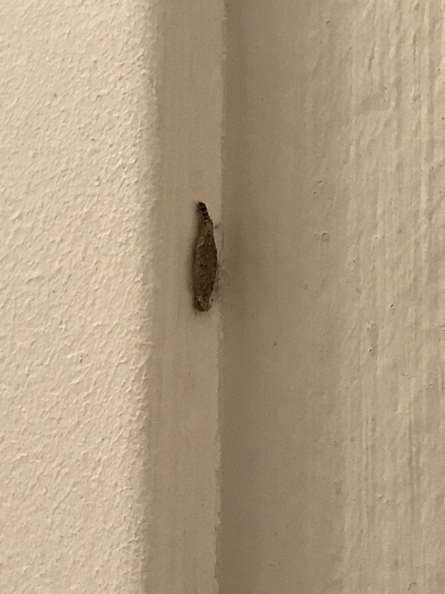 martianlizard's tweet photo. @BugQuestions I’d love to know what this creature is. https://t.co/hc0taH41Cn