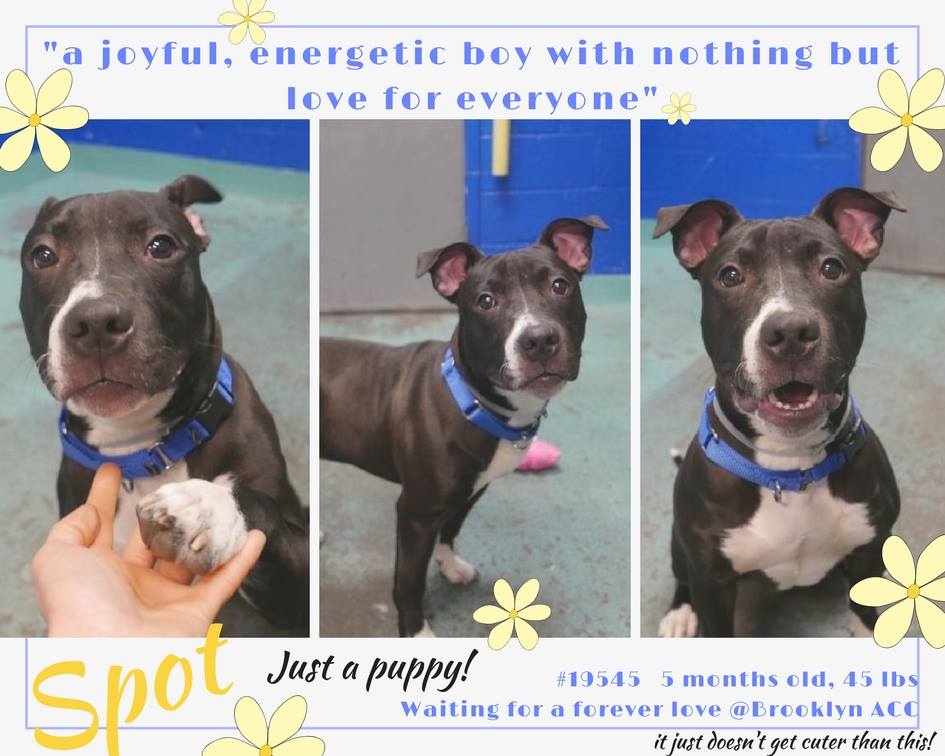 LewisandGregory's tweet photo. @MightyMutts @HumaneSocietyNY @BestBulliesNY @bestfriends @BullyProjectNYC @nycscr @RDRNE @HPRESQ @ehrdogs @4tLoDRottsnPits @louieslegacy @SaveThemAll49 @RTingSavesLives @saveallanimals2 @Hfxanimallover @dogvillenews @risingdove @HomeFurNow @pittbull6610 https://t.co/5nNJuzY2Yk