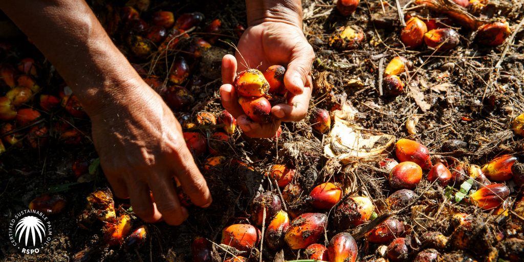 RSPOtweets's tweet photo. Un hito para la industria de aceite de palma: el aceite de palma certificado más sostenible del mundo ingresa al mercado @Daabonorganics @felipemguerrero #RSPONEXT https://t.co/N20Qkkgeyb https://t.co/KGRBegfmM8