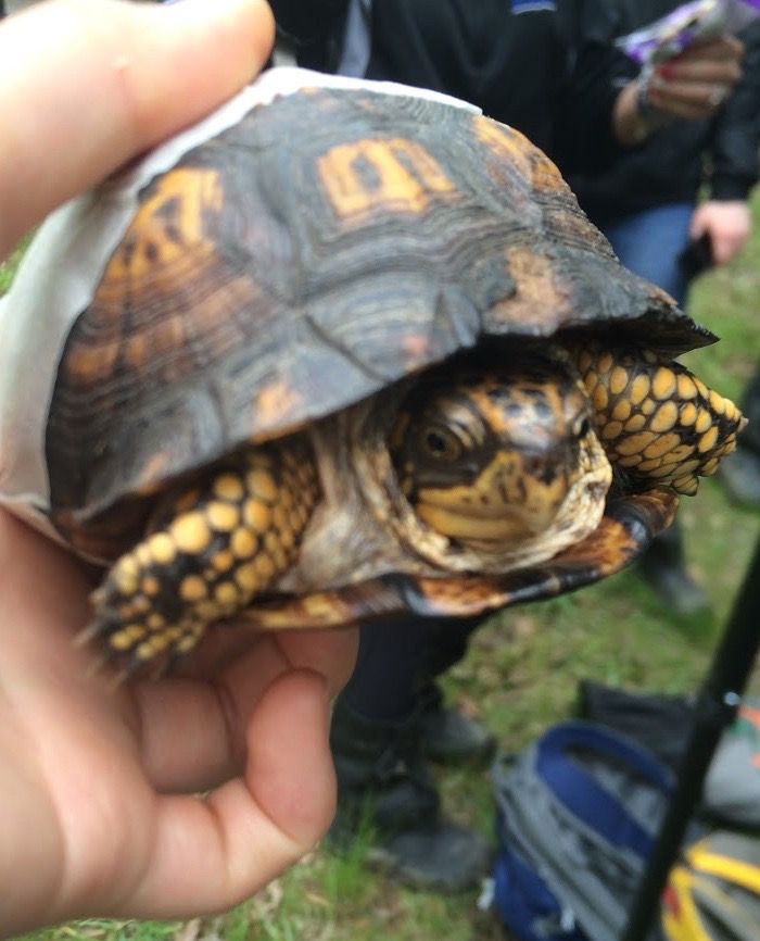WildlifeEpiLab's tweet photo. This #EasternBoxTurtle was found by the #turtledogs during summer Turtle Team! #TurtleTuesday https://t.co/sgXpimDvFM