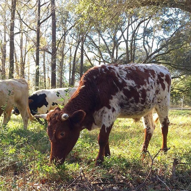 📷 by @localcoolingfarms:  It’s rainy and gloomy again today, but here’s a perfectly bucolic (and sunny!) shot of our steers munching on some grass from a few weeks ago!
.
.
.
.
.
.
.
.
.
.
.
#grass #grassfedcattle #beefcattle #rotationalgrazing #farm… ift.tt/2E4bbk5