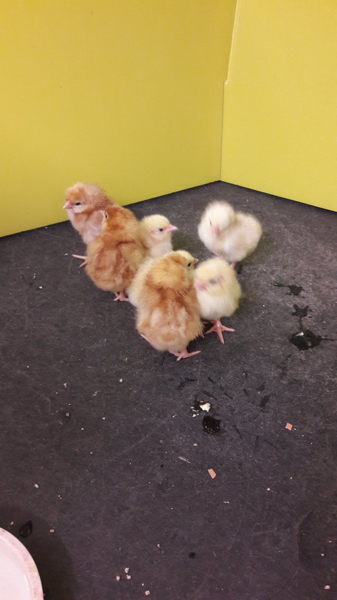 Then there were 7!!🐣@acornfarm1 #chicks #growthandchange