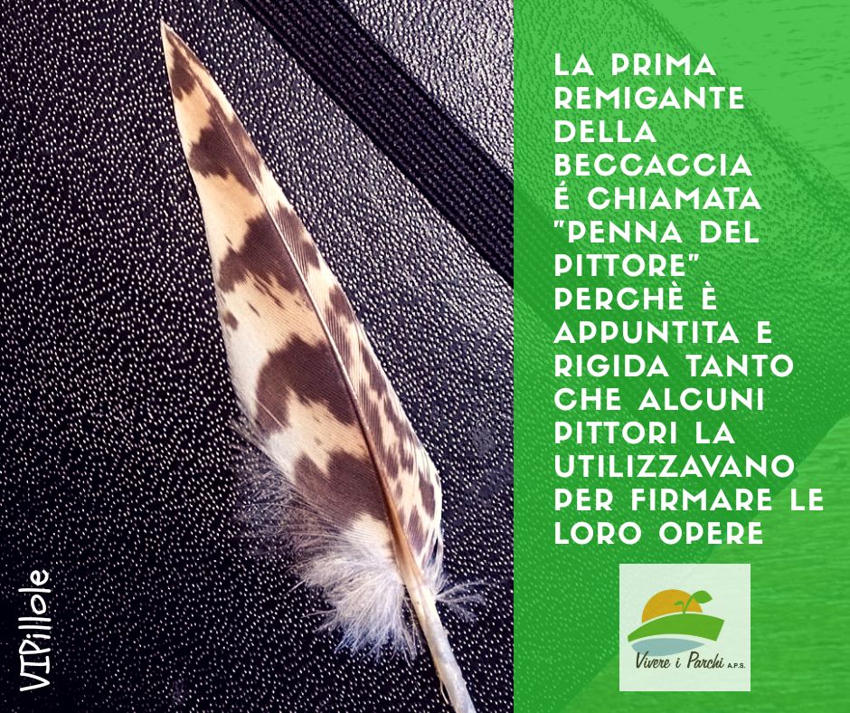 Vivere i Parchi on Twitter: "#curiosità #ornitologia #canavese #torino  #vivereiparchi #VIPillole https://t.co/SNI1yNZ1Hv" / Twitter