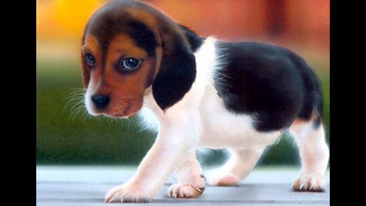 CutePetsOnline's tweet photo. #ifb #followback #followforfollow #cute #cuddle #puppy #puppies #dog #doggo #sad #hug #furry #TrapaDrive #gains #FolloTrain https://t.co/X1sPIbD6tK