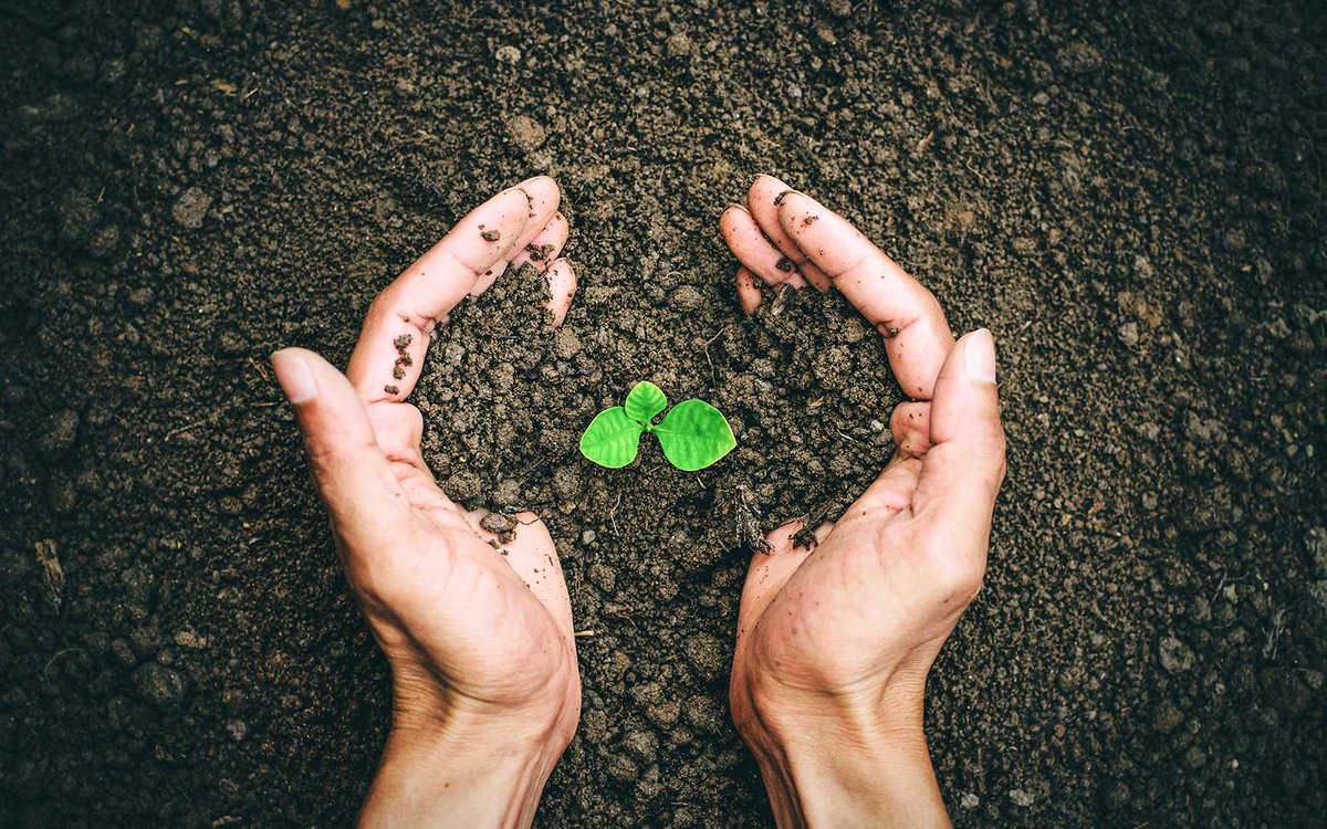 OptimallyO's tweet image. Did you know our fulvic acid is extracted from ancient rain forests? It is the most concentrated fulvic acid created anywhere in the world, with the lowest molecular weight so your body can transport it most effectively!