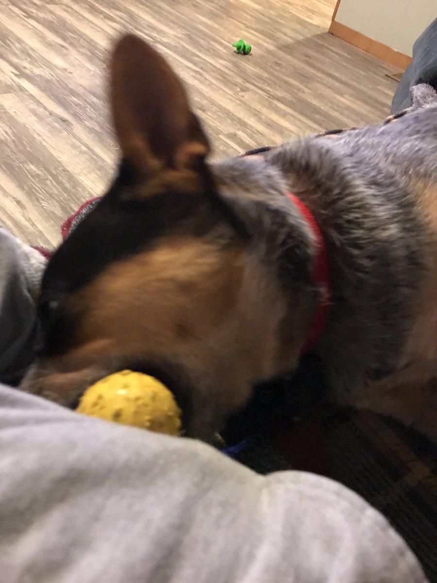 angggd_og's tweet photo. @meganxlaw Kimber misses you too....take her to Huntington. Fr, I beg you. 😂 https://t.co/MHSxMCI48C