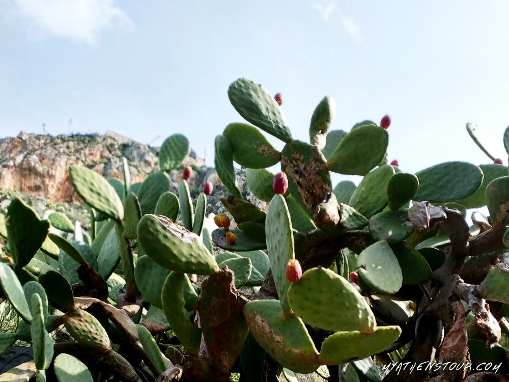 MyAthensTour's tweet photo. Prickly pears in February? We came across them during our Mycenae tour the other day, took a picture to prove it! #Greece #DayTour #Mycenae #Athens #Travel #ttot #Discover #VisitGreece #picoftheday https://t.co/cEqizK9Rjb