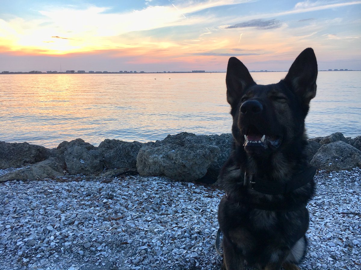 It’s a beautiful ending to our Tuesday here in the @CityofSarasota!  We’re just getting started on our K9 edition of #TweetFromTheBeat so stay tuned! 🐾👍🏼🚔 #TweetAlong #LESM #Sarasota #LoveFL