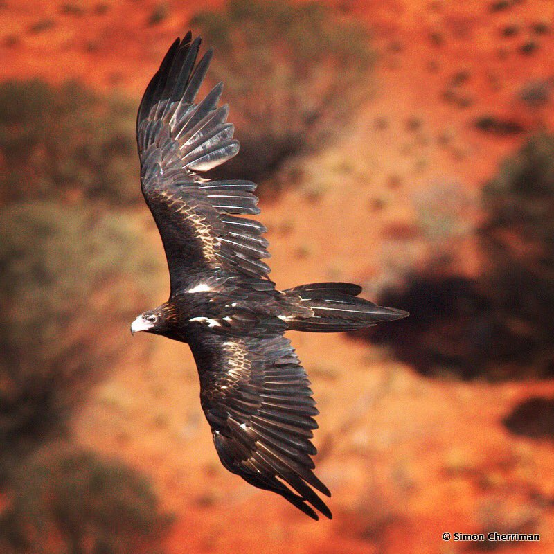 Morning birdies! I'm a rare FIFO visitor to Twitter these days but follow my Insta @aquila84wa for more regular posts! 😜 #Eagle #science