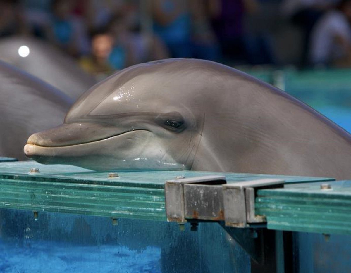 Good News: Canadian Government moves to Ban Capture of Cetaceans to Keep in Captivity ipolitics.ca/2018/02/06/gov…