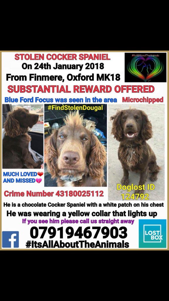 RachaelB100's tweet image. Have you seen this Dog? Dougal is missing #stolen #FindStolenDougal Pls RT