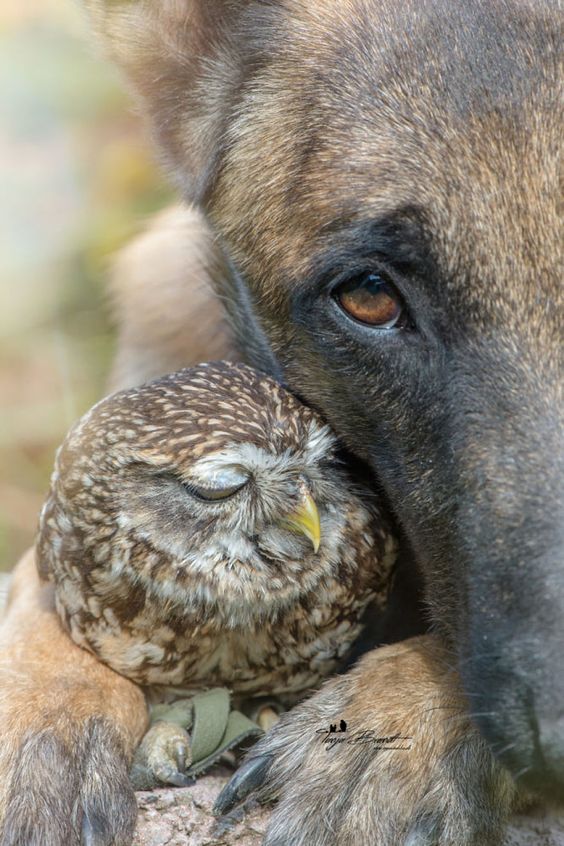 mjhighlander's tweet photo. Friendship has no boundaries... https://t.co/JuA5nXAXly