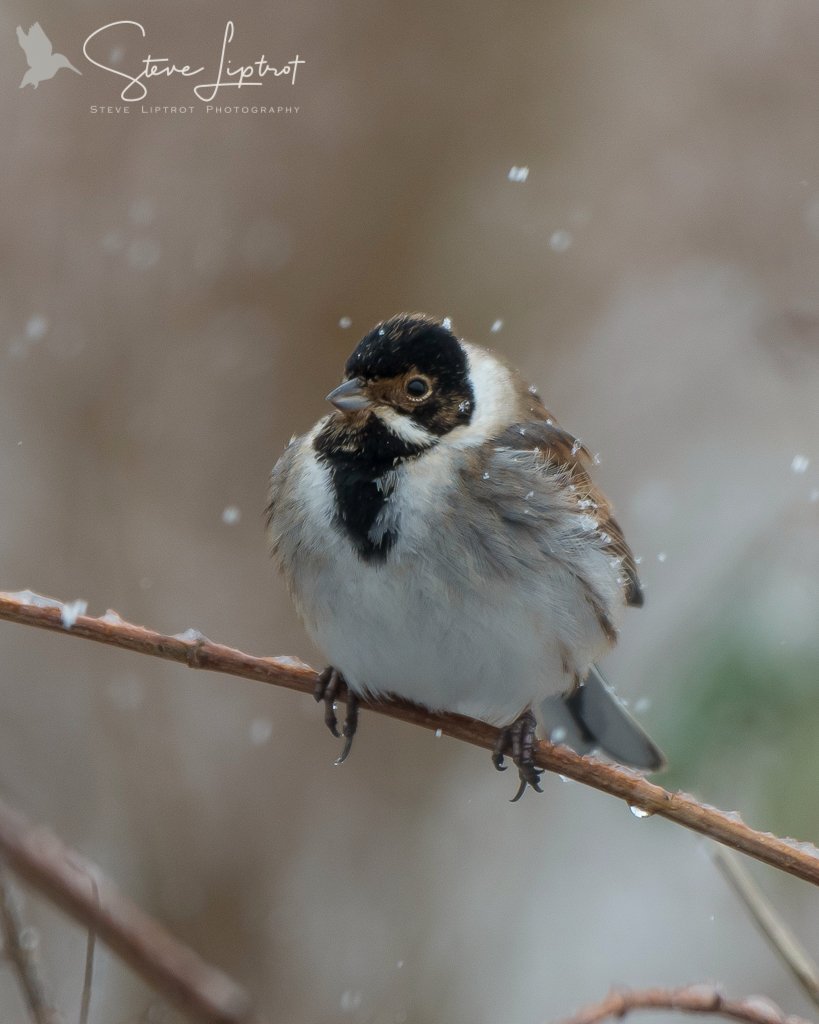 RT @slippy1964: Common reed bunting at @WWTMartinMere in the snow @wildlife_uk @WWTworldwide @WWTconservation