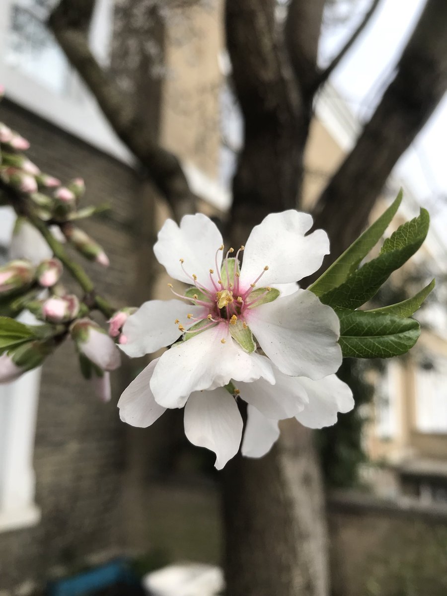 treeruss's tweet photo. Wonderful almond in full flower in front garden, South Hackney. A generous gift from a wise home owner/gardener. #SpringFlower #TreesInFlower #HackneyTrees https://t.co/0xoFwJRuAg