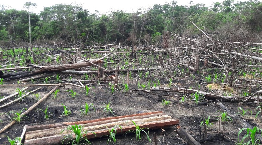 AmbientalAlerta's tweet photo. Las Piedras: Invaden y deforestan 2 hectáreas de concesión castañera para sembrar maíz ►https://t.co/4eKSUJZi4M La denuncia se presentó ante la Fiscalía Ambiental de #MadreDeDios el 15 de diciembre del 2017, hace casi 2 meses, sin respuesta de la Fiscalía todavía #Deforestación https://t.co/2btrNIcslj