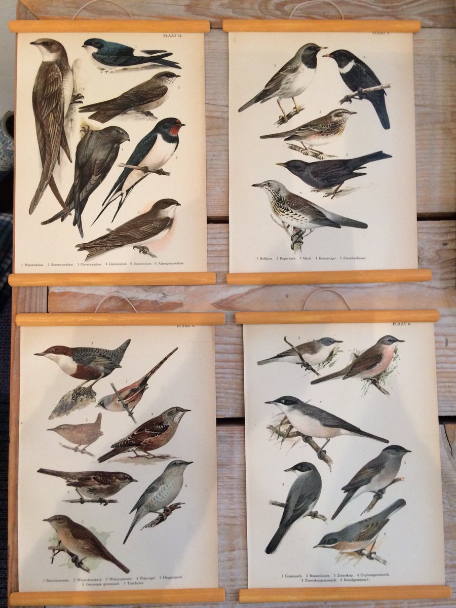 Antieke prenten met vogels. Zwaluw Merel enz enz