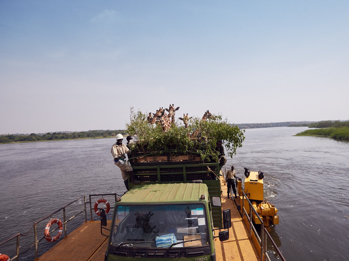 nyWILDfilmfest's tweet image. Got kids? Don&apos;t miss our family program Sunday Feb 25th @ExplorersClub! We promise getting the gang together and out on the town is not as complicated as crossing the Nile. eventbrite.com/e/new-york-wil… #kidfriendly #kidprogram #filmfestival #nywild2018 #naturalworld #bbc