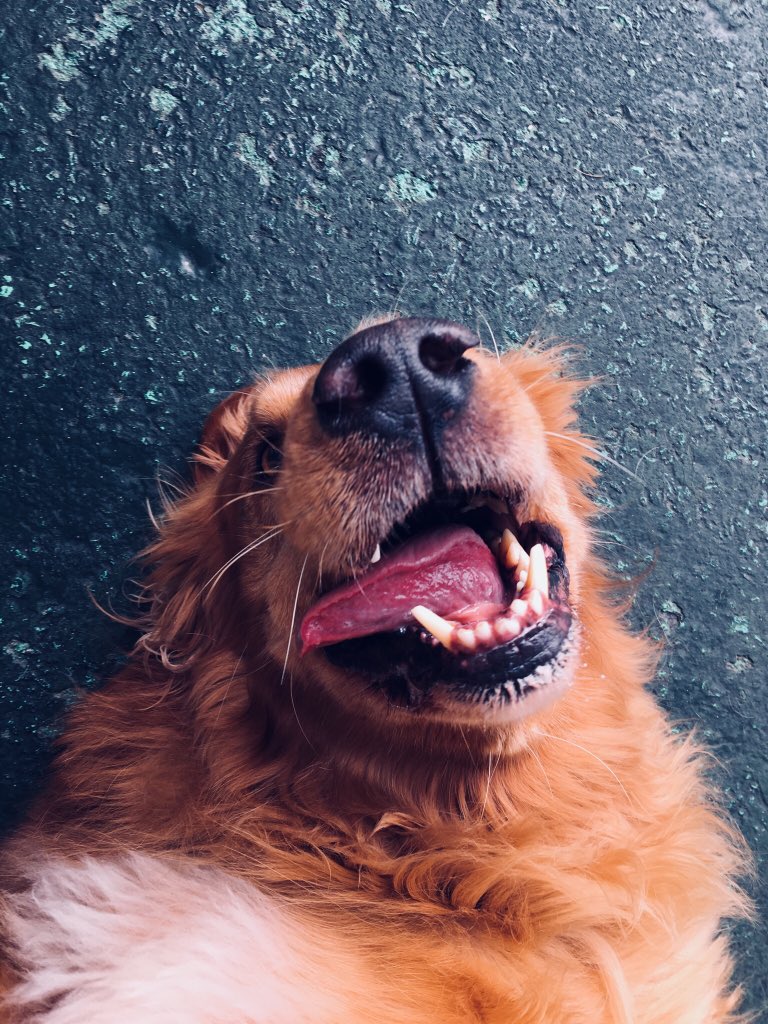 DoggoRater's tweet photo. Max wheezes and is a little cross-eyed but has a whole lotta love to give. 12/10. https://t.co/5kDpMJSn9L