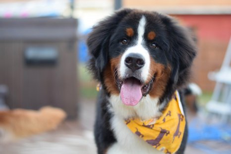 ModernDogMag's tweet image. There's nothing like a Bernese Mountain Dog smile! #TongueOutTuesday #moderndog #doglovers